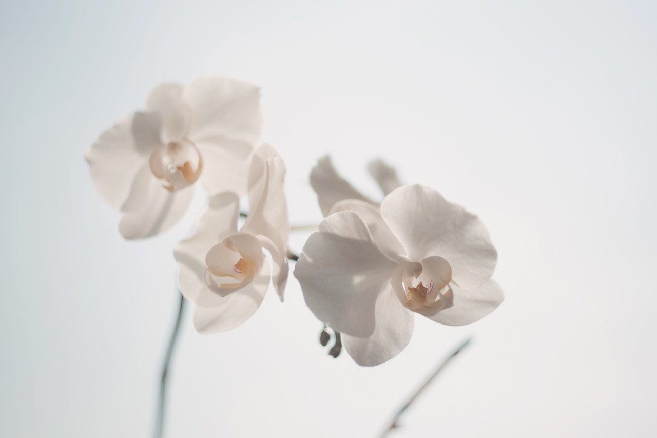 white-flowers-image-1-daisy-parenting white-flowers-image-1-daisy-parenting